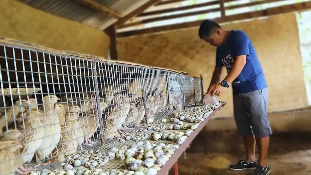 Quail Farming Details
